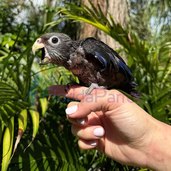 pionus-parrots-for-sale