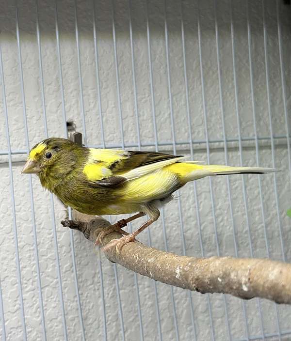 yellow-canary-spanish-timbrado-canary-for-sale