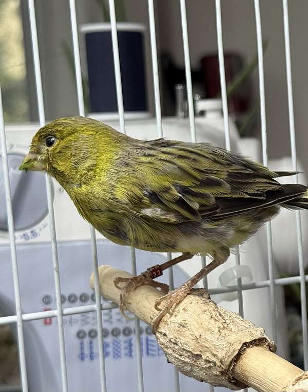 green-bird-for-sale-in-centennial-co
