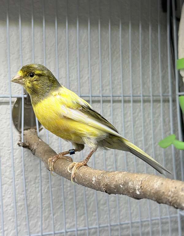 male-bird-for-sale-in-centennial-co
