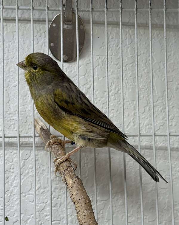 female-bird-for-sale-in-centennial-co