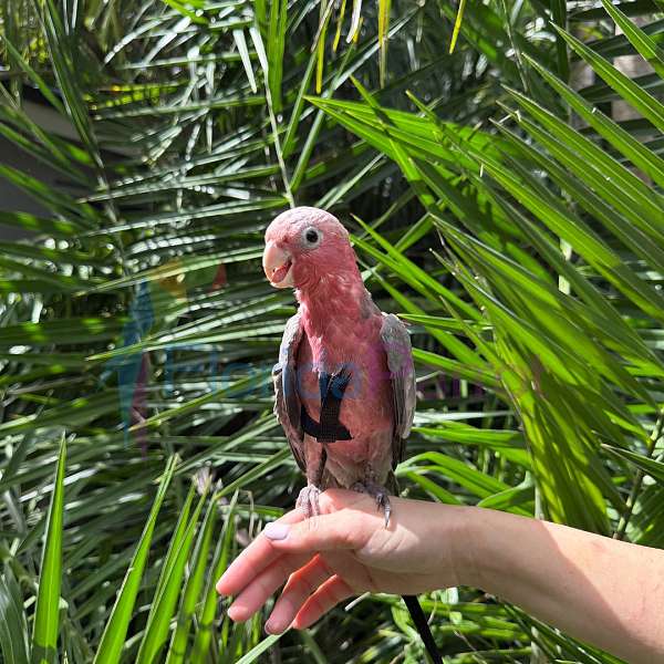 rose-breasted-cockatoo-for-sale