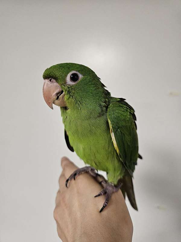 white-eyed-conure-for-sale-in-trafford-pa