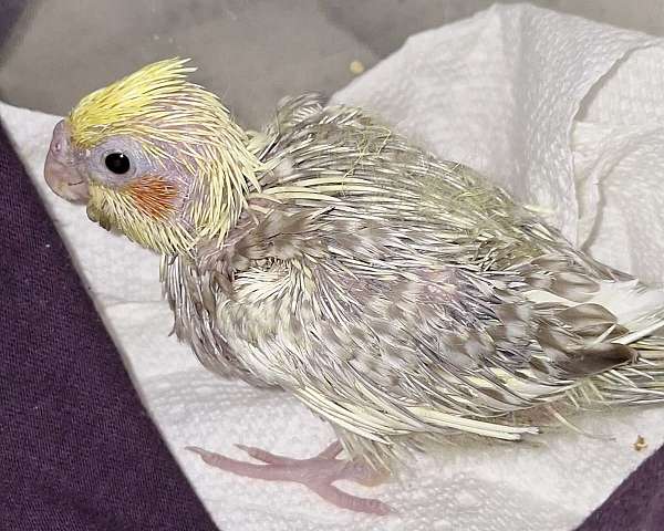 cockatiel-for-sale-in-elfin-forest-ca