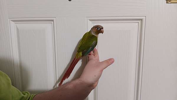 conure-for-sale