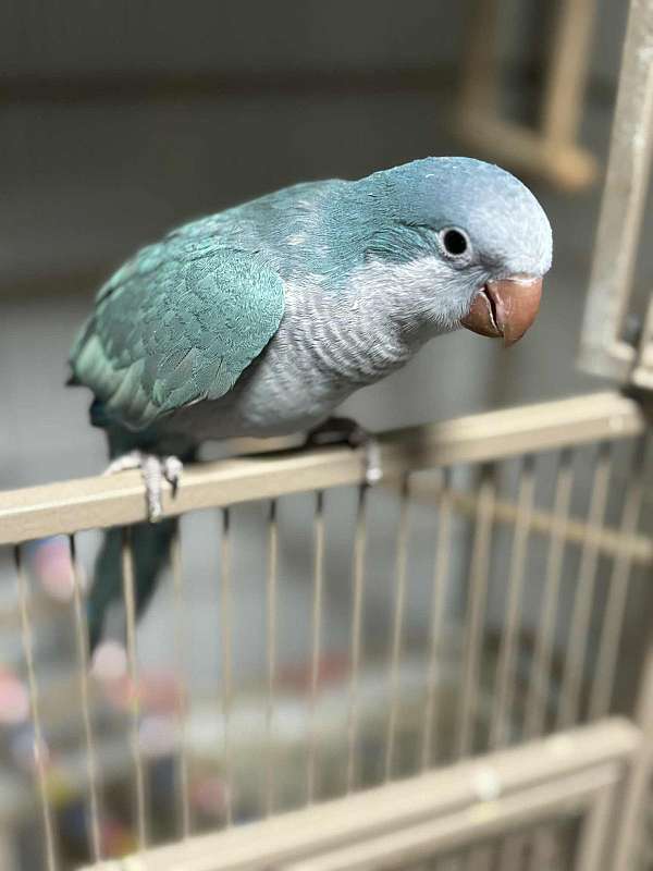 parrot-for-sale-in-thonotosassa-fl