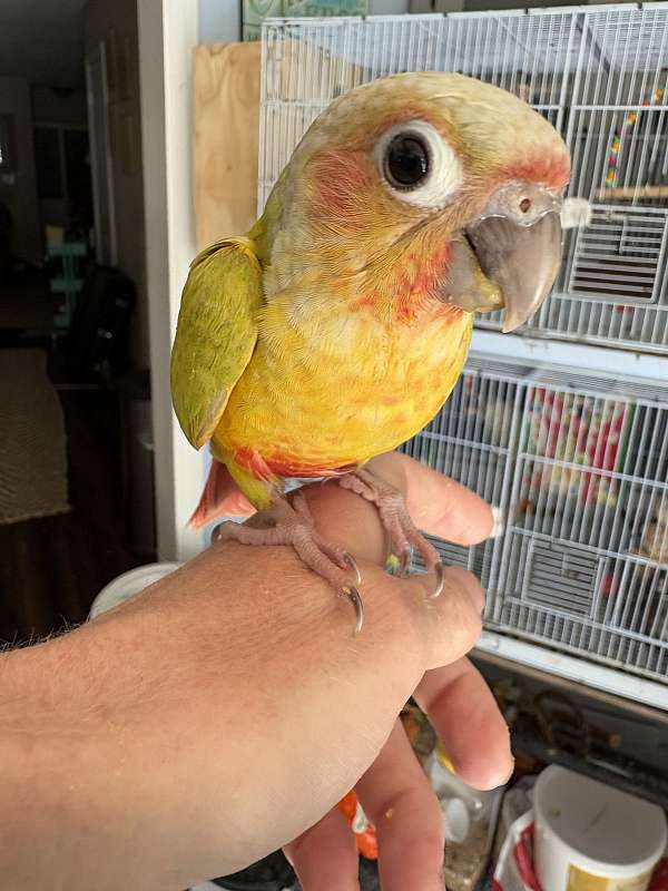 green-cheek-conure-for-sale