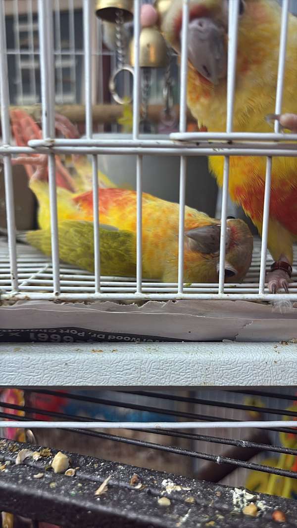 opaline-green-cheek-conure-for-sale