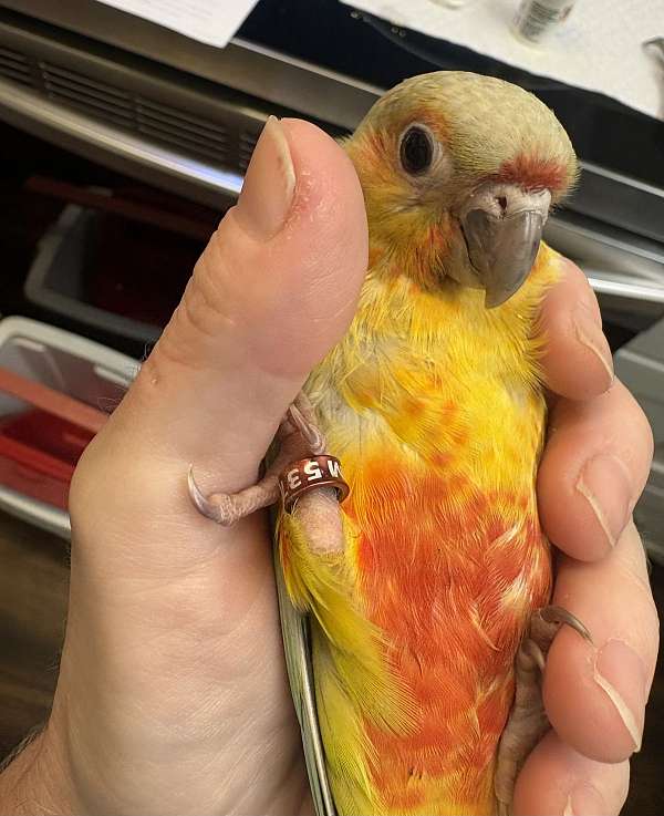 pineapple-green-cheek-conure-for-sale