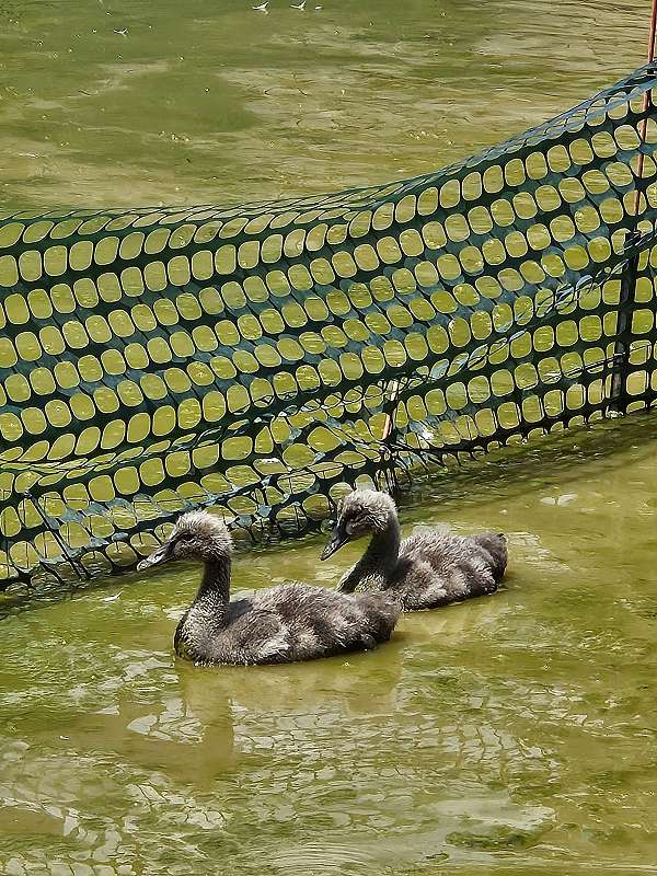 australian-black-swan-for-sale