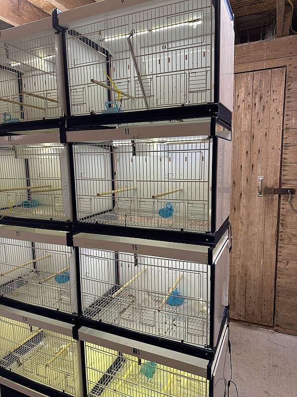 parrotlet-for-sale