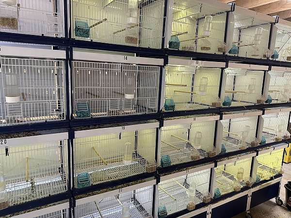 bird-for-sale-in-oklahoma-city-ok