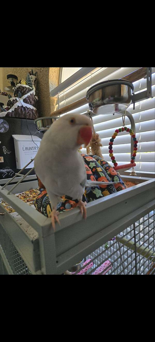 medium-bird-for-sale-in-spring-hill-fl