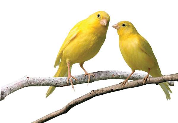 canary-for-sale-in-houston-tx