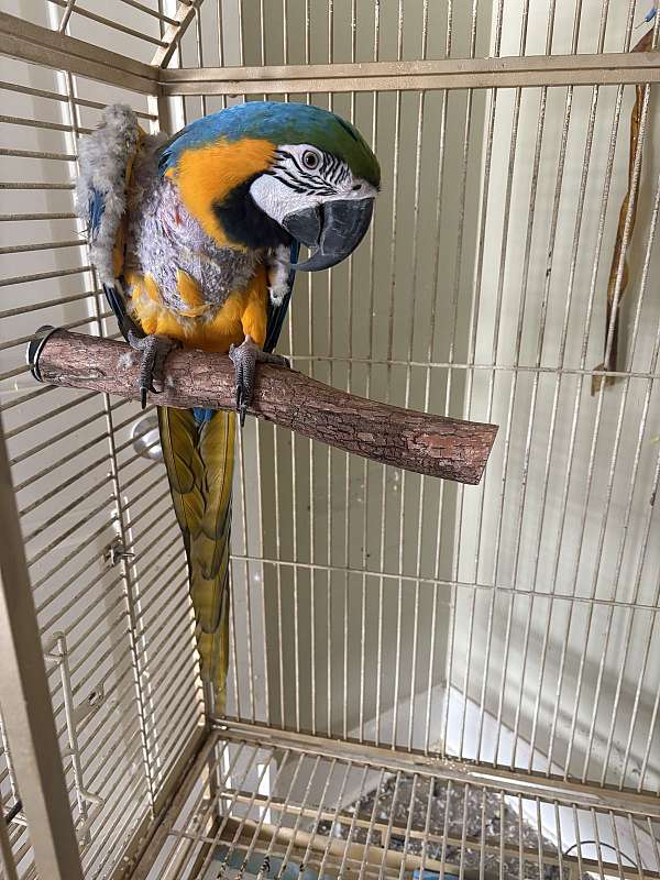 Photo inspiration: Picture Idea: Blue And Gold Macaw