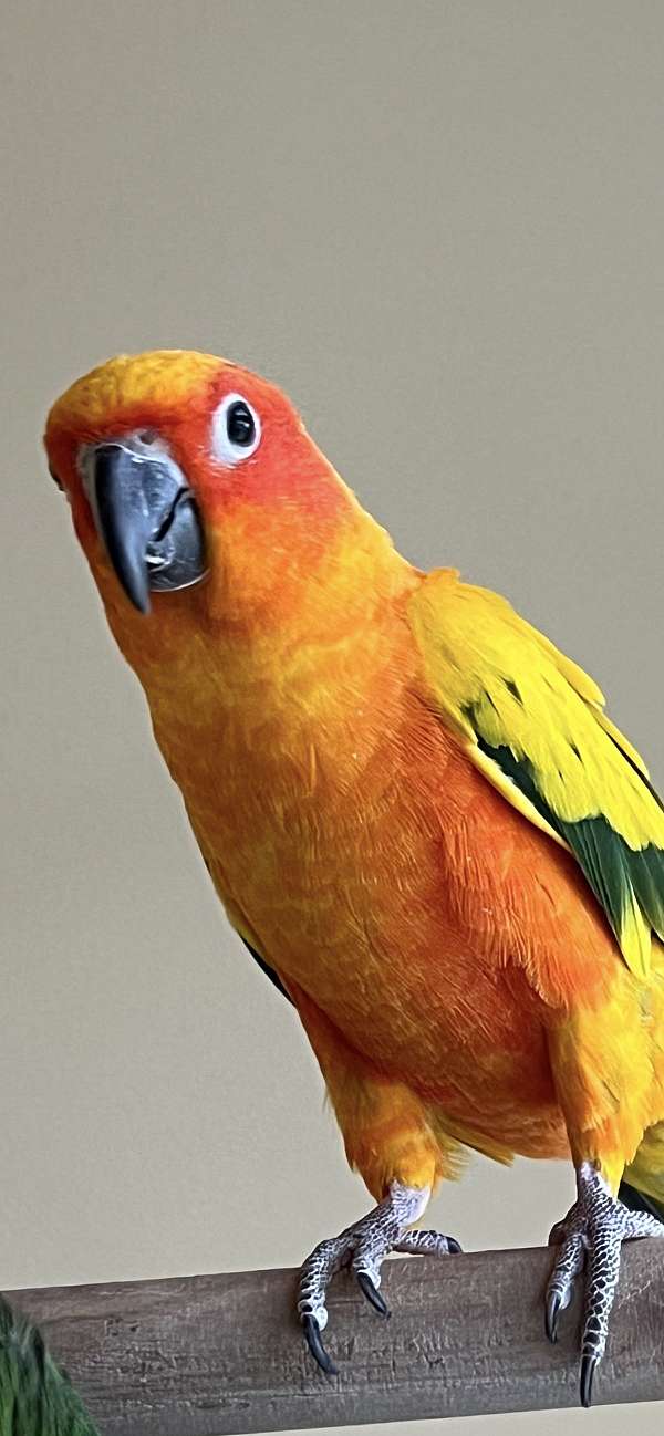 sun-conure-for-sale-in-saylorsburg-pa
