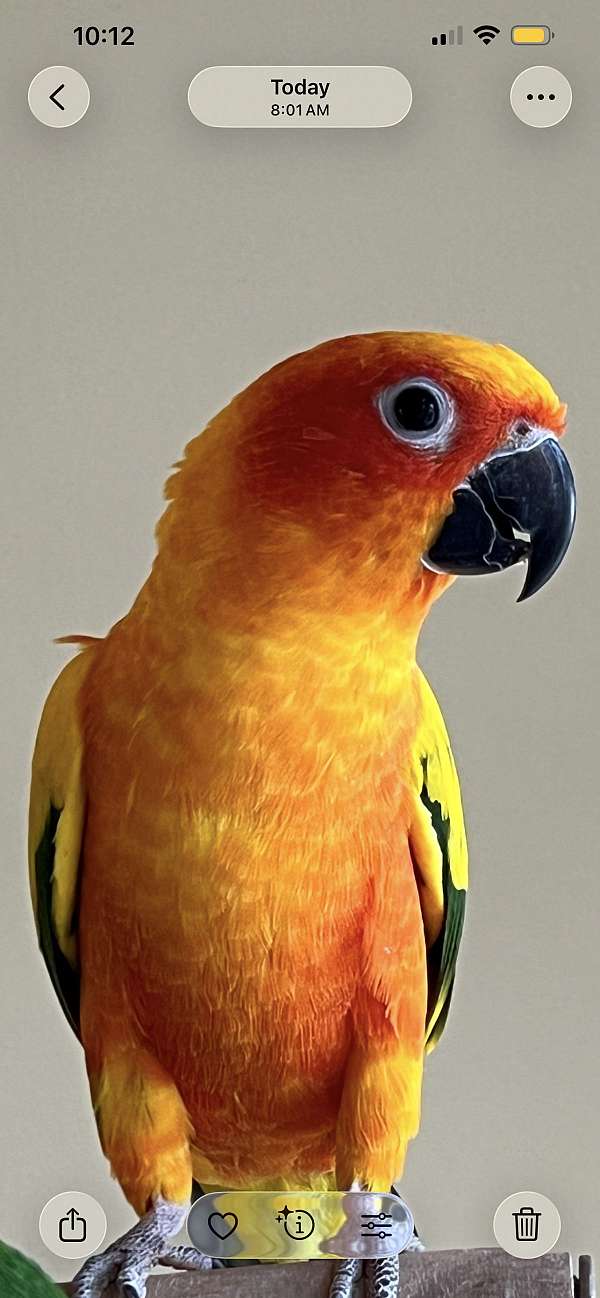 bird-for-sale-in-saylorsburg-pa