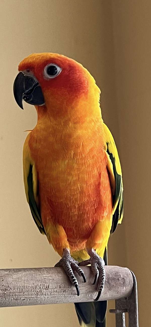 adult-bird-for-sale-in-saylorsburg-pa