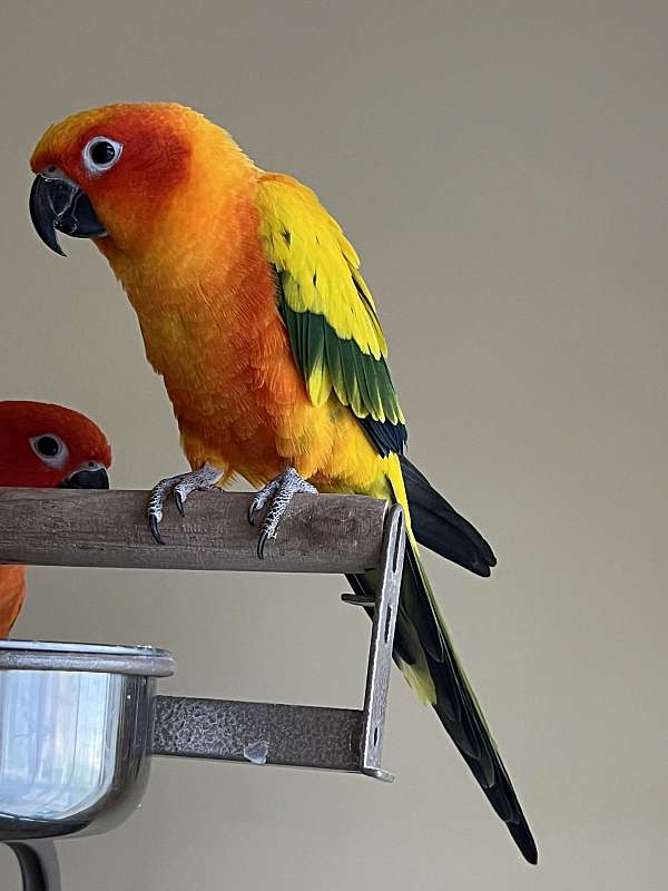 conure-sun-conure-for-sale-in-saylorsburg-pa