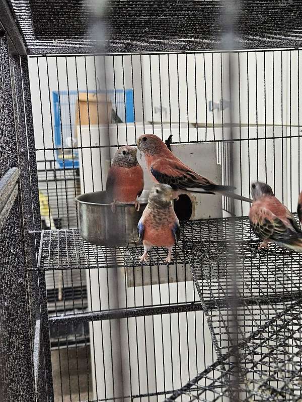 parakeet-bourke-parakeet-for-sale-in-las-vegas-nv