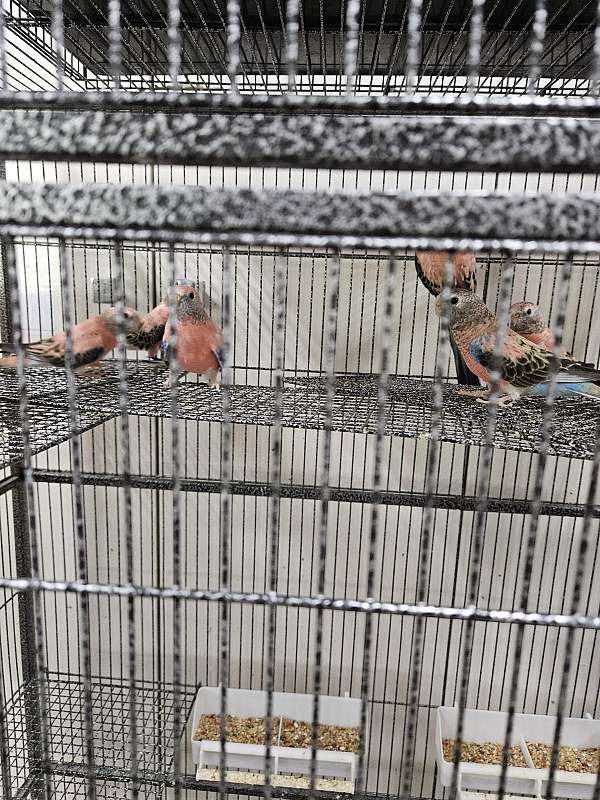 bird-for-sale-in-las-vegas-nv