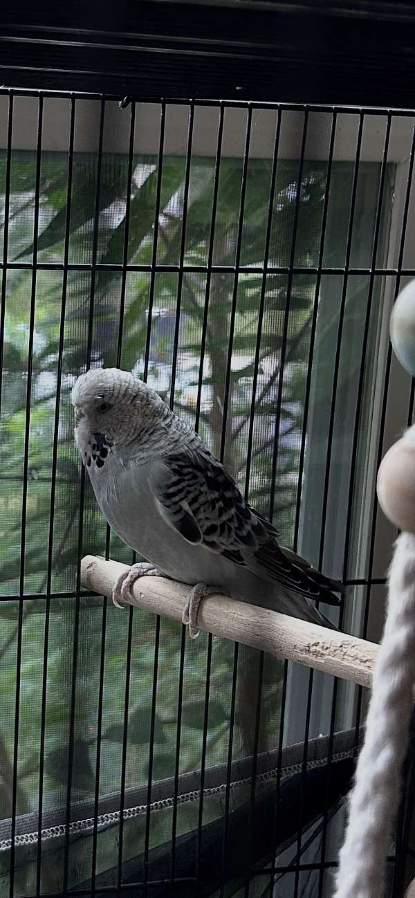 parakeet-for-sale