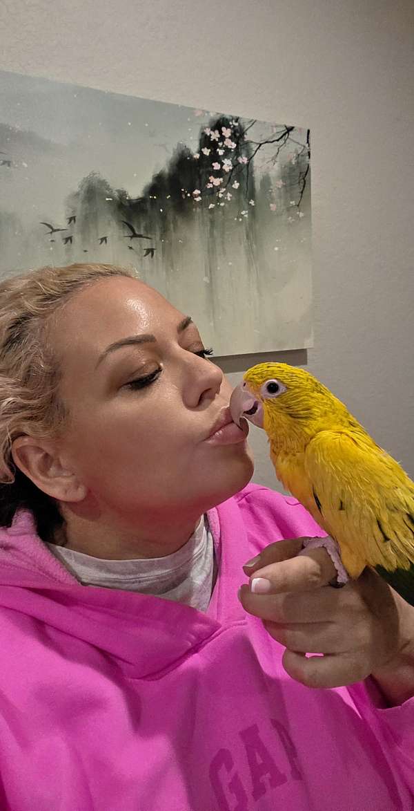 golden-conure-for-sale-in-miami-fl
