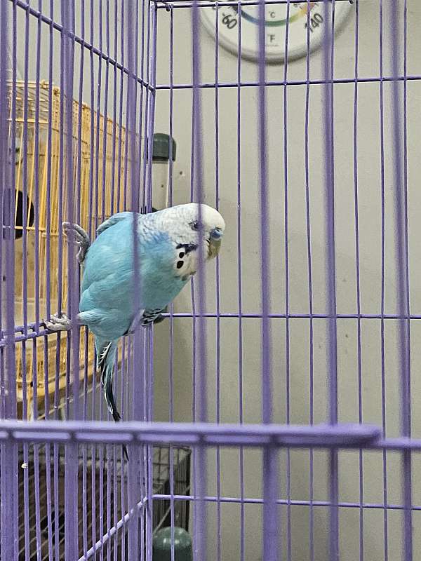 parakeet-for-sale
