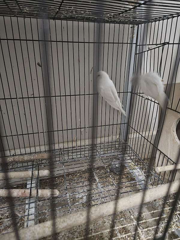 parakeet-for-sale-in-las-vegas-nv