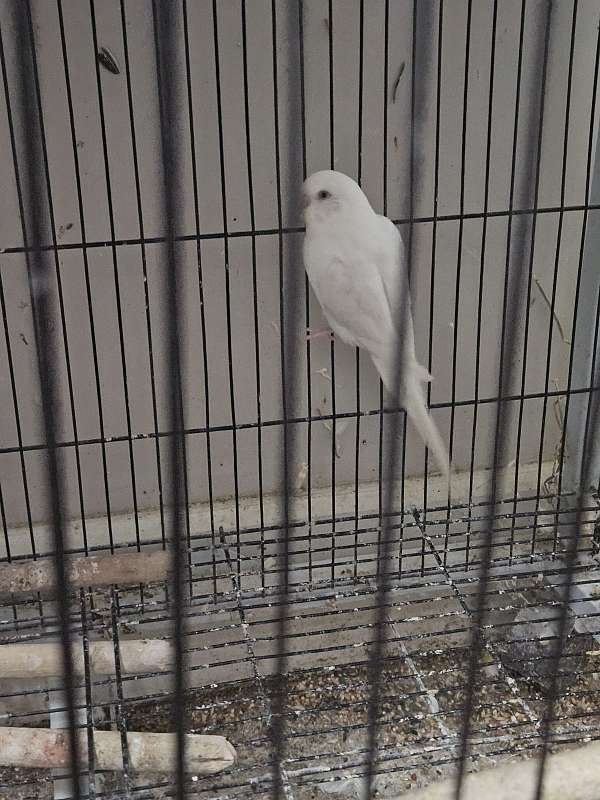 adult-bird