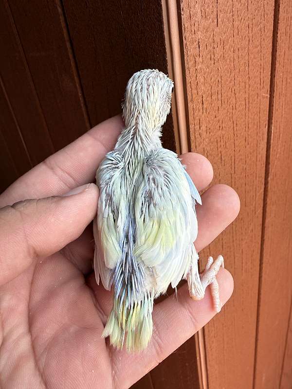 parrotlet-for-sale