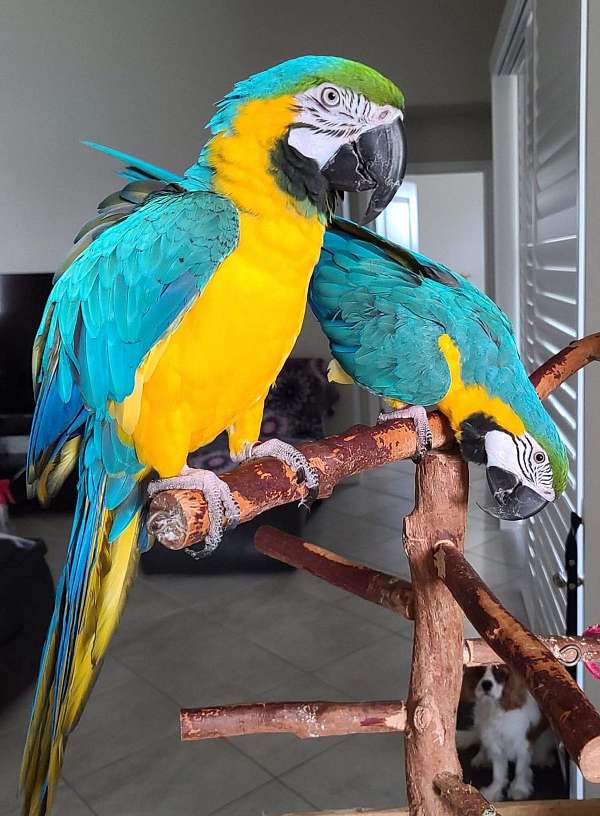 blue-gold-macaw-for-sale