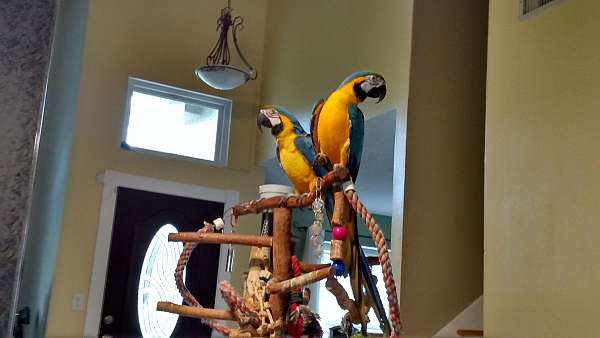 large-bird-for-sale