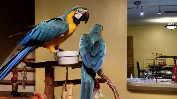 large-blue-gold-macaw-for-sale