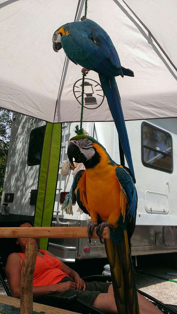 bonded-pair-bird-for-sale
