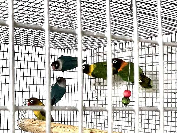 blue-lutino-bird-for-sale-in-oklahoma-city-ok