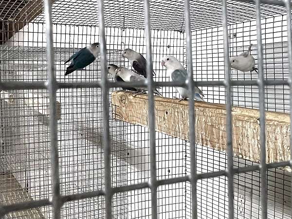 lovebird-for-sale