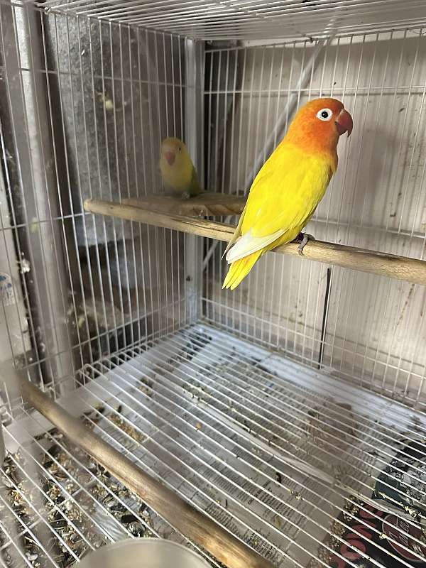 lovebird-for-sale-in-oklahoma-city-ok