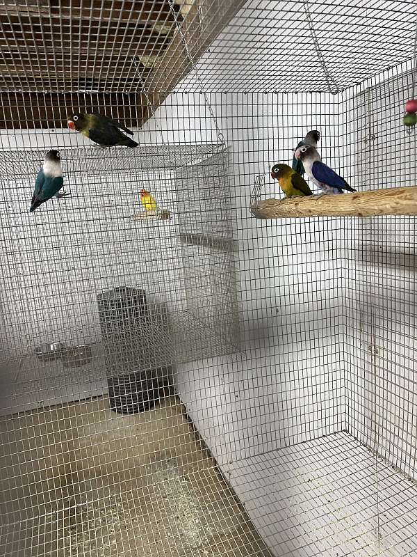 bird-for-sale-in-oklahoma-city-ok