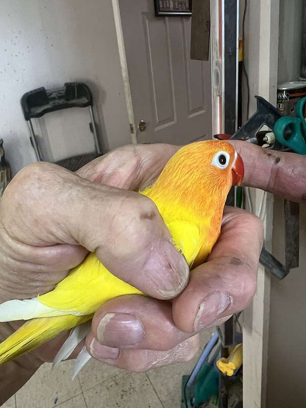 adult-bird