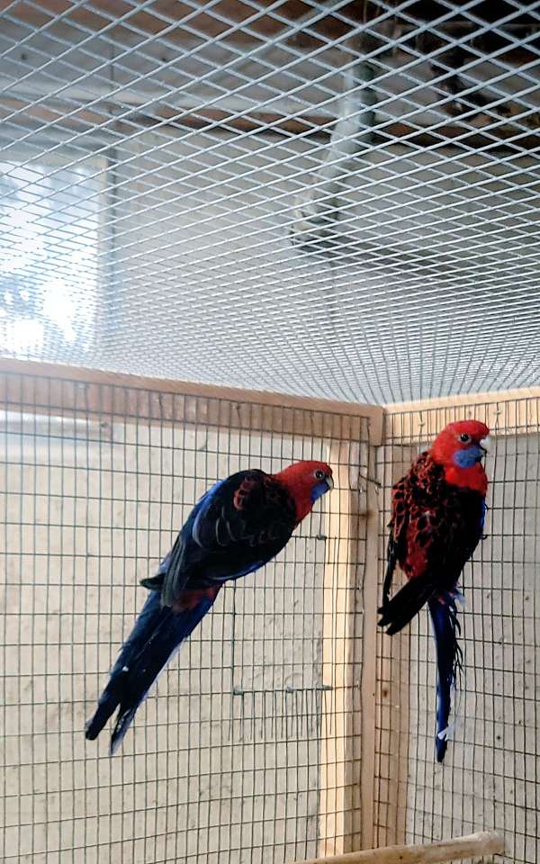 crimson-lutino-bird-for-sale