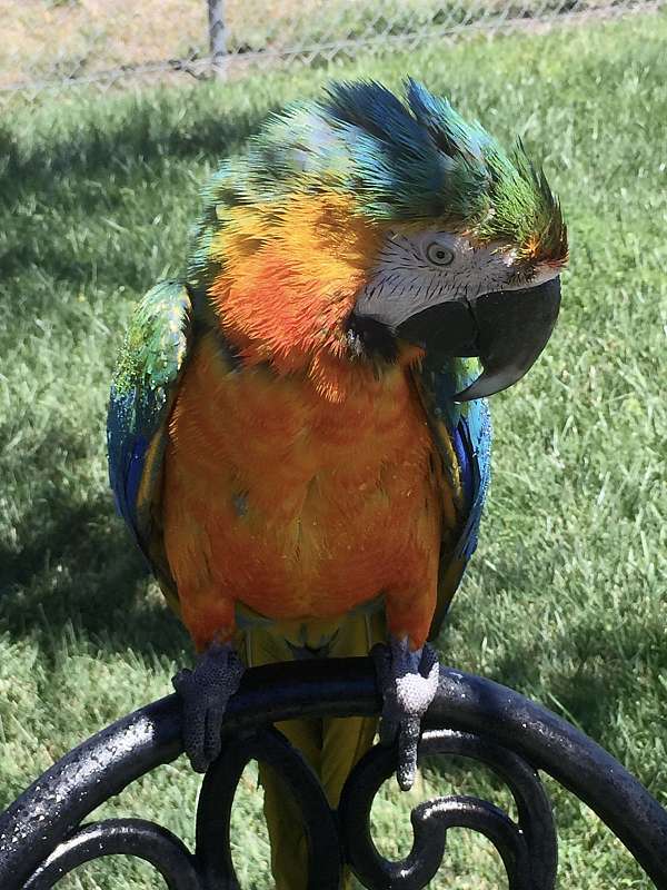 Scarlet and Catalina Macaws