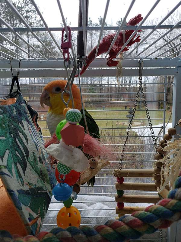 cute-pet-caique-for-sale