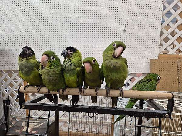 conure-for-sale-in-lemon-grove-ca