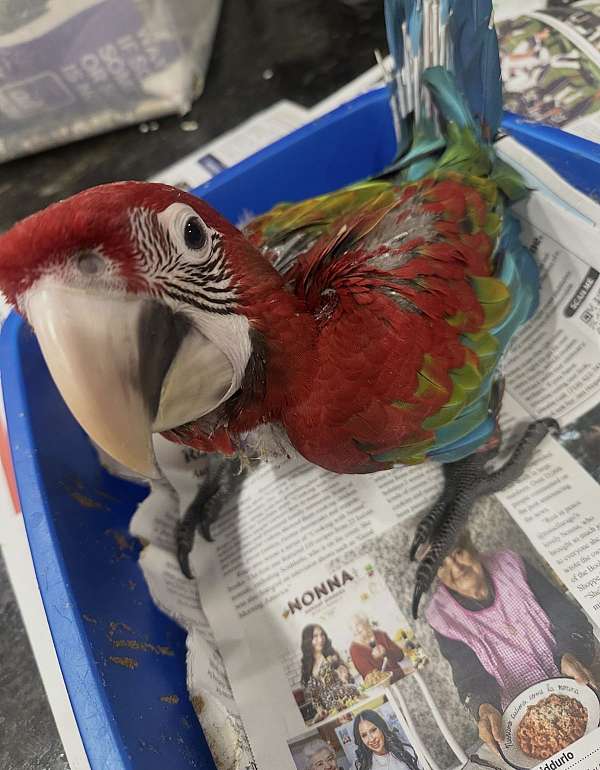 green-wing-macaw-for-sale-in-brooklyn-ny