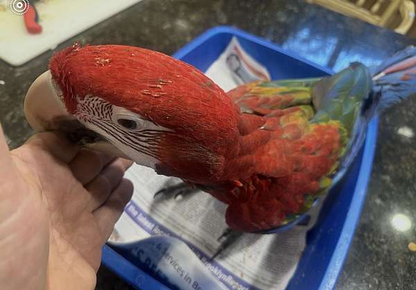 macaw-green-wing-macaw-for-sale-in-brooklyn-ny