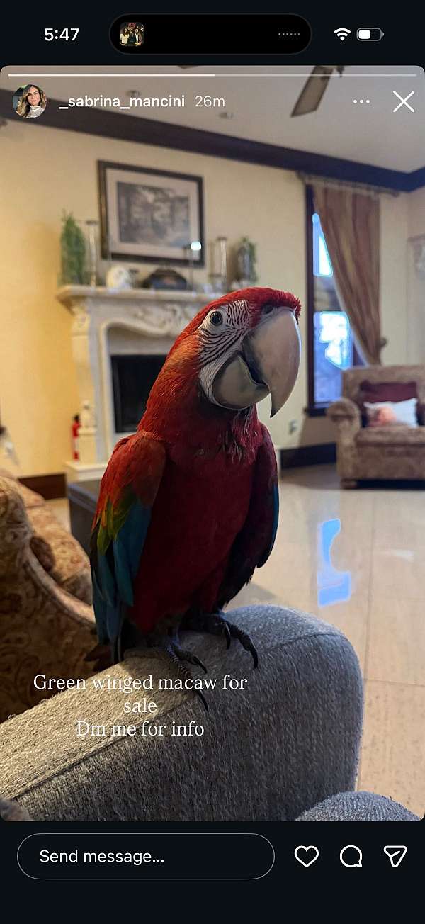 baby-bird