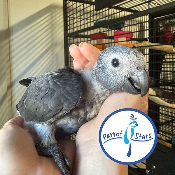 Timna Parrot Baby Timneh African Grey Available at Parrot Stars!