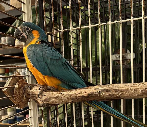 Blue Throated Macaw Parrots For Sale Online - Live Parrots