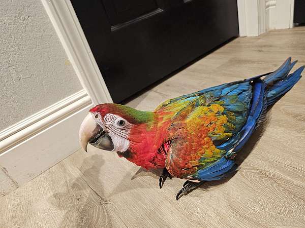 baby-bird-for-sale-in-fairfield-ca